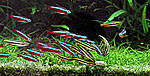 IMG 3968 neon red