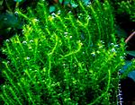Districhphyllum Maibarae