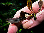 Bucephalandra sp. Athena