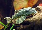 Ancistrini sp L 127