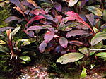 DSCF1702