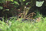 Bucephalandra sp. Krivbass
