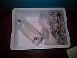 IMG 20151108 001147