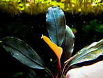 Bucephalandra sp. Blue, Sekadau