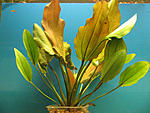 echinodorus Atlandsberg
