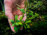 Bucephalandra sp. Apple leaf, Malinau
