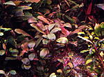 DSCF1706