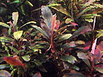 DSCF1703