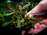 Bucephalandra sp. Athena