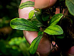 Bucephalandra sp. Apple leaf, Malinau