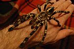 Poecilotheria bara 2