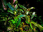 Bucephalandra sp. Metallic Wave