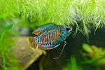 IMG 5068