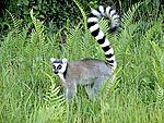   (. Lemur catta)
