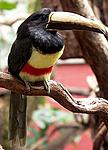 275px Black necked aracari