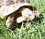 ������ (14)