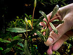Bucephalandra sp. from Sayan-1
