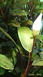 Bucephalandra sp. Dark Silver Grey