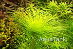 Eriocaulon setaceum Cambodia