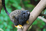 Saguinus midas