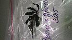 P 20150611 174646 NT