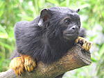 krasnyrykii tamarin