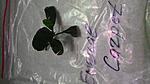 P 20150611 174503 NT