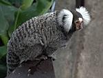 Callitrix jachus