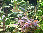DSCN8116
