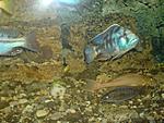 Nimbochromis livingstonii