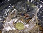 Avicularia metallica