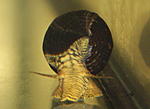 Tylomelenia sp. golden