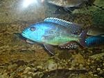 Nimbochromis fuscotaeniatus