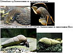 Tylomelania 2