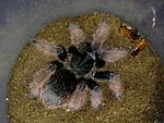 Brachypelma klaasi