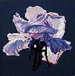 IMG 0258