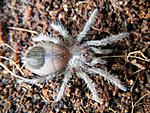 Brachypelma albopilosum L3