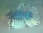  AquariumGlaser2008