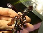 Bucephalandra sp.Perfect Ghost
