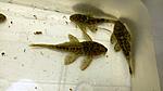 20151120 230852 resized