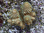 DSC 0070
