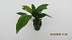   ,  
Anubias hastifolia