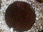 DSC 0050