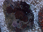 DSC 0009