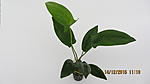   ,  
Anubias gilletii