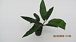   ,  
Anubias minima