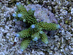 DSC 0061