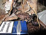  Pandinus Imperator  3  ( 2012)