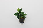 Anubias nana mini