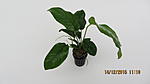   ,  
Anubias saggitte